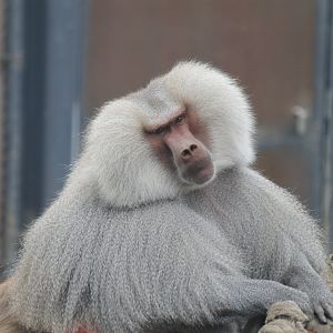 Hamadryas Baboon