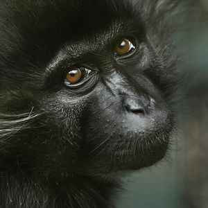 Black mangabey (Lophocebus atterimus)