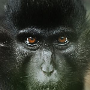Black mangabey (Lophocebus atterimus)