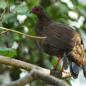 Edwards' pheasant (Lophura edwardsi)