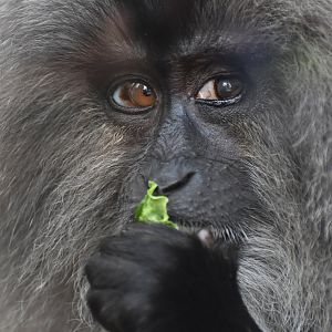 Lion-tailed macaque (Macaca silenus)