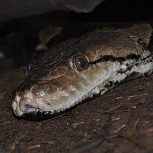 Reticulated python (Malayopithon reticulatus)