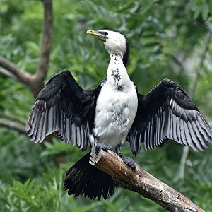 Little pied cormorant (Microcarbo melanoleucos)