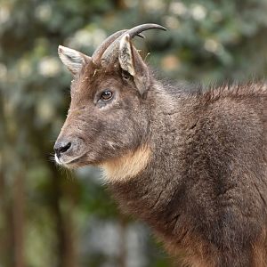 Chinese goral (Naemorhedus griseus)