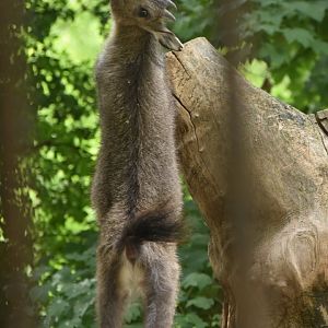 Chinese goral (Naemorhedus griseus)