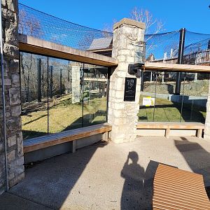 Amur Leopard Exhibit