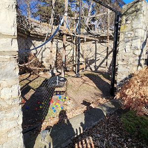 White Handed Gibbon Exhibit