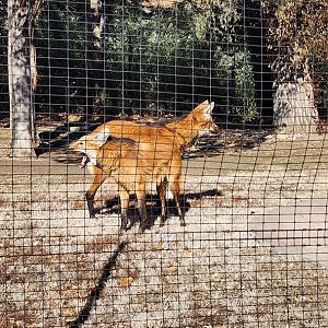 Maned Wolves