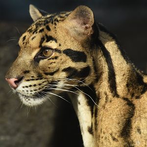 Clouded leopard (Neofelis nebulosa)