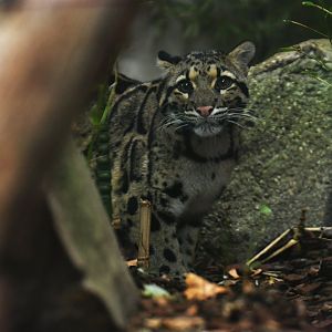 Clouded leopard (Neofelis nebulosa)