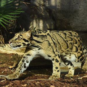 Clouded leopard (Neofelis nebulosa)