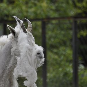 Mountain goat (Oreamnos americanus)