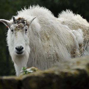 Mountain goat (Oreamnos americanus)