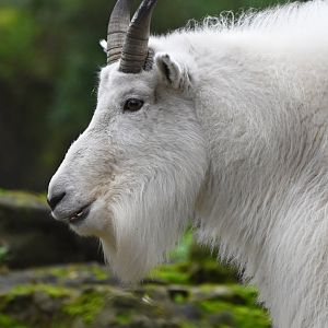 Mountain goat (Oreamnos americanus)