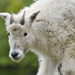 Mountain goat (Oreamnos americanus)