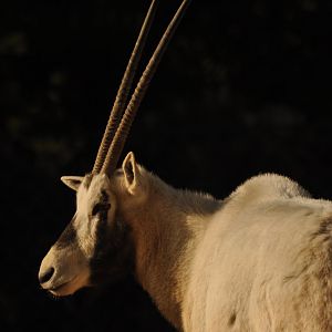 Arabian oryx (Oryx leucoryx)