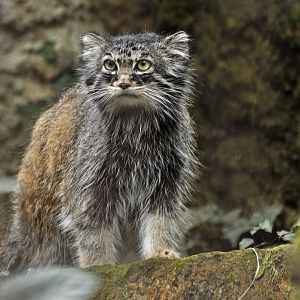 Pallas' cat (Otocolobus manul)