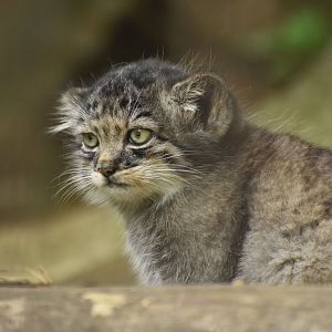 Pallas' cat (Otocolobus manul)