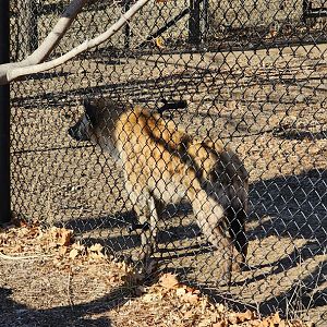 Spotted Hyena