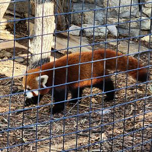 Red Panda