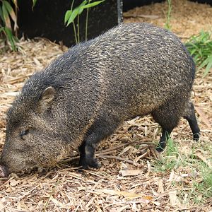 Collared Peccary