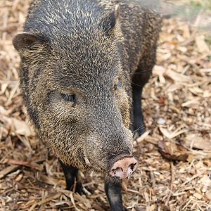 Collared Peccary