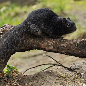 Rock squirrel (Otospermophilus variegatus)