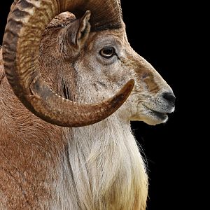 Transcaspian Urial (Ovis vignei arkal)