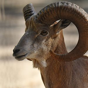 Transcaspian Urial (Ovis vignei arkal)