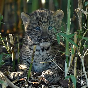 Northern China leopard (Panthera pardus japonensis)