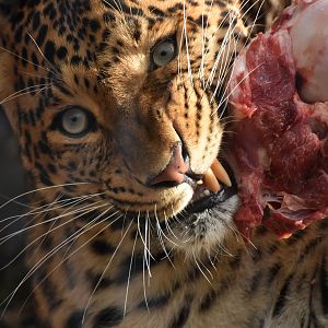 North chinese leopard Panthera pardus japonensis