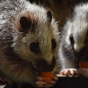 Northern Luzon giant cloud rat (Phloeomys pallidus)