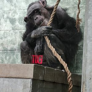 Elderly Female Chimpanzee