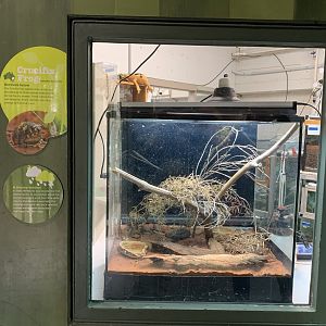 Crucifix Frog Enclosure