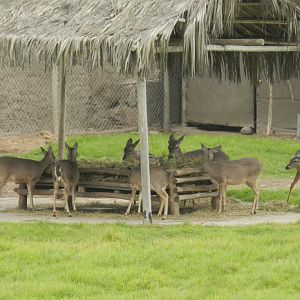 White-tailed deer - Parque de Las Leyendas