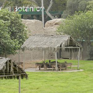 White-tailed deer - Parque de Las Leyendas