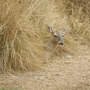 White-tailed deer - Parque de Las Leyendas