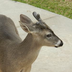 White-tailed deer - Parque de Las Leyendas