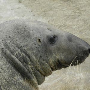 Gray seal - Parque de Las Leyendas