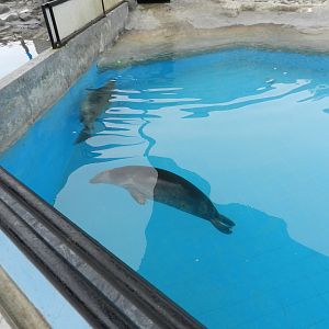 Gray seals swimming - Parque de Las Leyendas