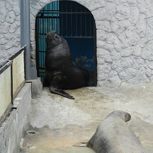 Gray seal and south-american sea lion - Parque de Las Leyendas