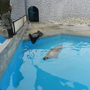 Gray seal and south-american sea lion - Parque de Las Leyendas