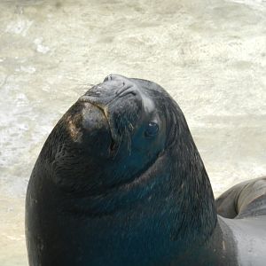 South-american sea lion - Parque de Las Leyendas