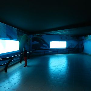 Underwater viewing for pinniped exhibits - Parque de Las Leyendas