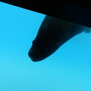 South-american sea lion - Parque de Las Leyendas