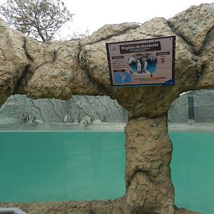 Humboldt penguin exhibit - Parque de Las Leyendas