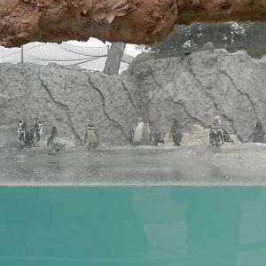 Humboldt penguins - Parque de Las Leyendas