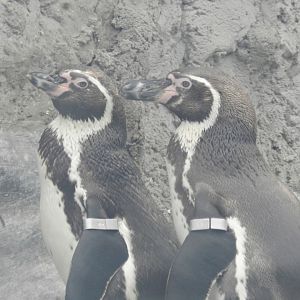 Humboldt penguins - Parque de Las Leyendas