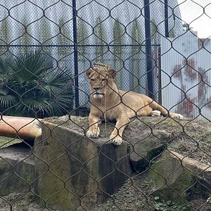 ZooWorld- African Lioness