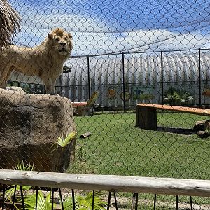 ZooWorld- African Lion Exhibit